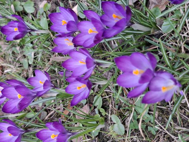 Oświęcim. Tu już jest wiosna! Bulwary zachwycają!