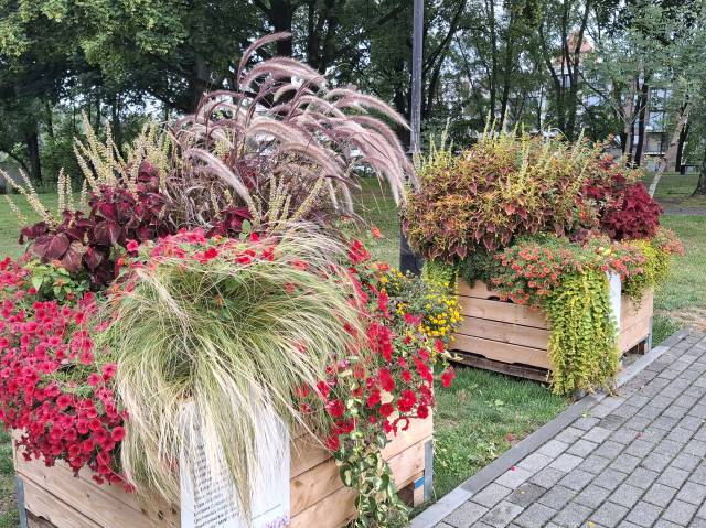 Oświęcim. Kolorowe kompozycje Plantpolu zdobią Oświęcim. Dar firmy dla mieszkańców